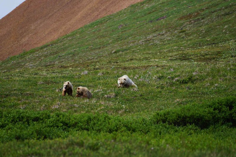 2017-alaska-089.jpg - Denali national park, grizzlies