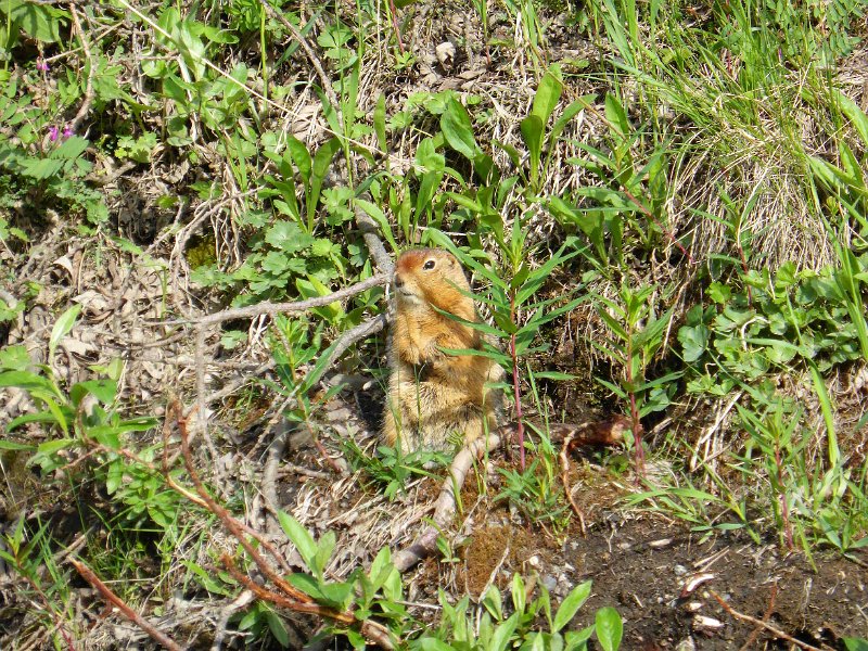 2017-alaska-103.jpg - Denali national park, ground squirl