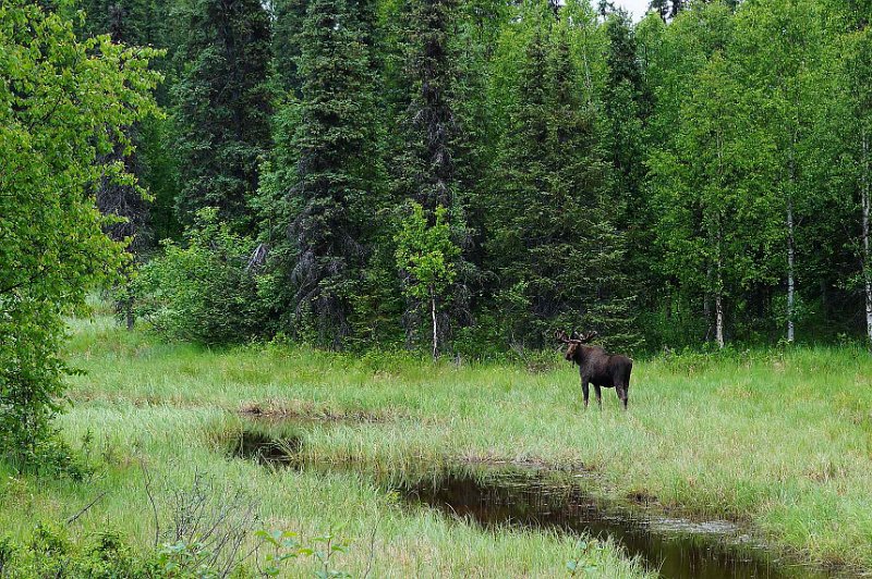 2017-alaska-121.jpg - Moose