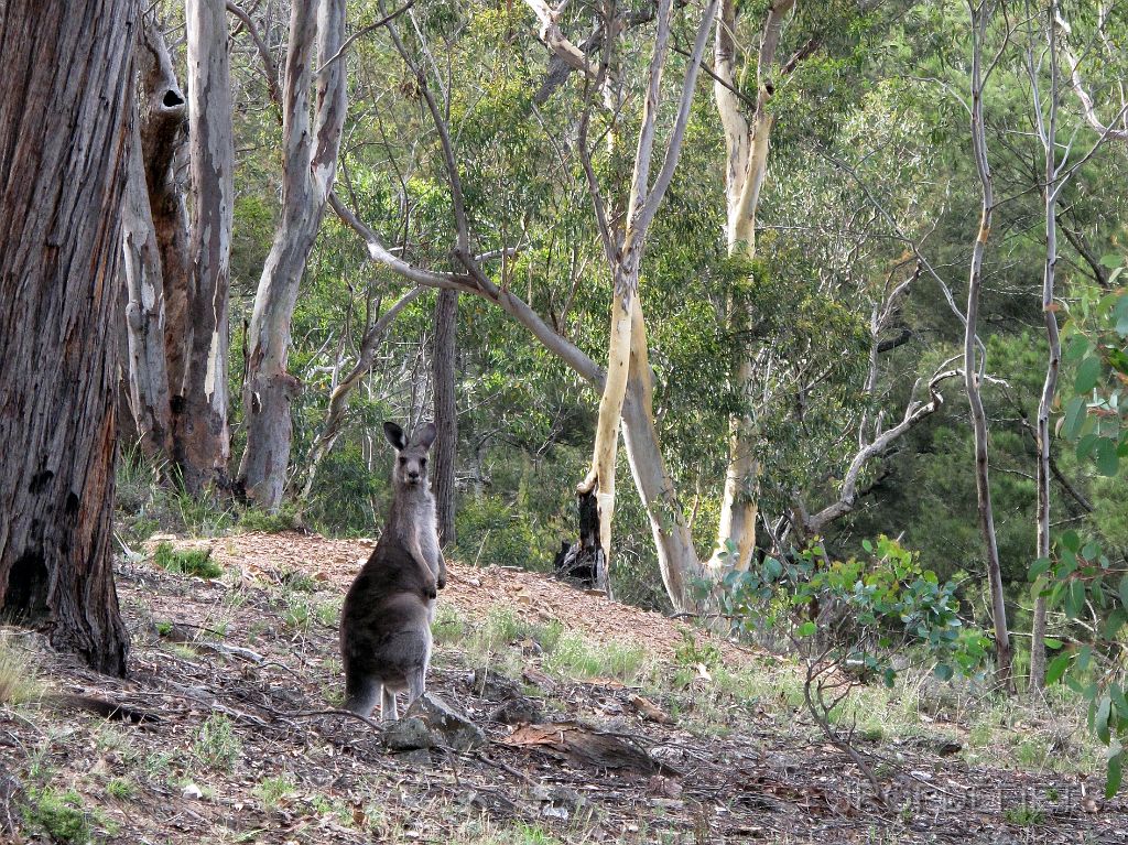 IMG_2253_abercrombie_doink.jpg - Onze eerste levende kangaroo in Abercrombie NP