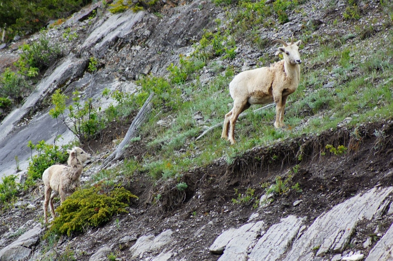 Canada-2012-007.JPG - Mountain goat