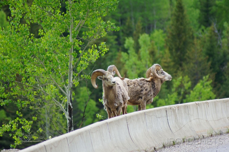 Canada-2012-009.JPG - Big horn sheep