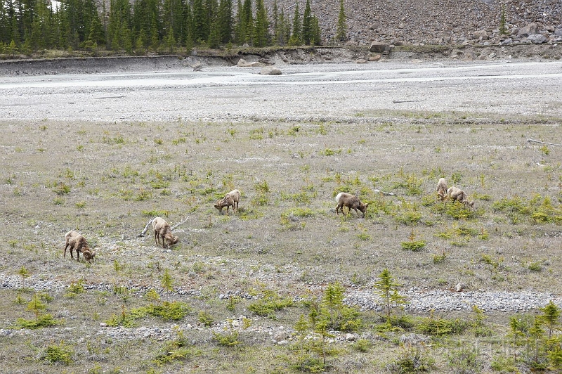 Canada-2012-029.JPG - Big horn sheep