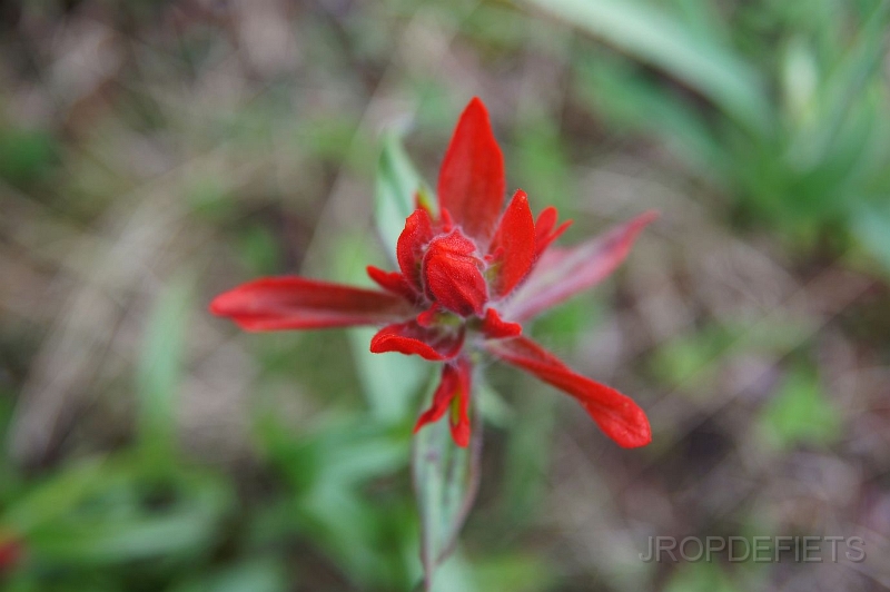 Canada-2012-030.JPG - Bloem