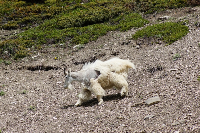 Canada-2012-031.JPG - Mountain goat