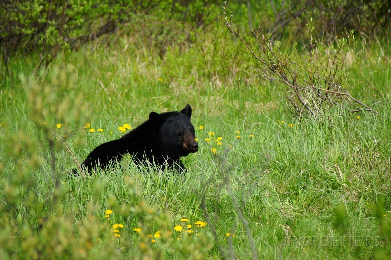 Canada-2012-033.JPG - Nog een beer