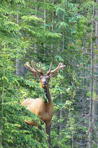 Canada-2012-040.JPG - Elk