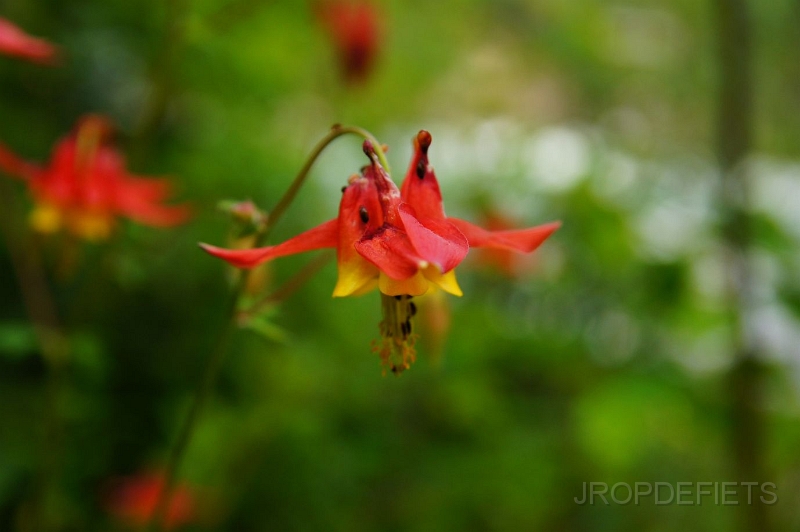 Canada-2012-043.JPG - Bloem