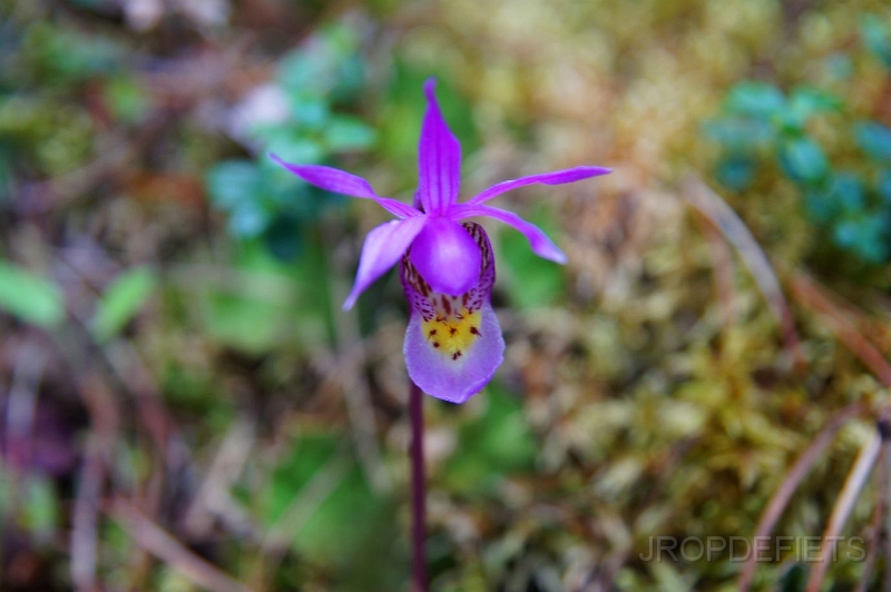 Canada-2012-048.JPG - Bloem