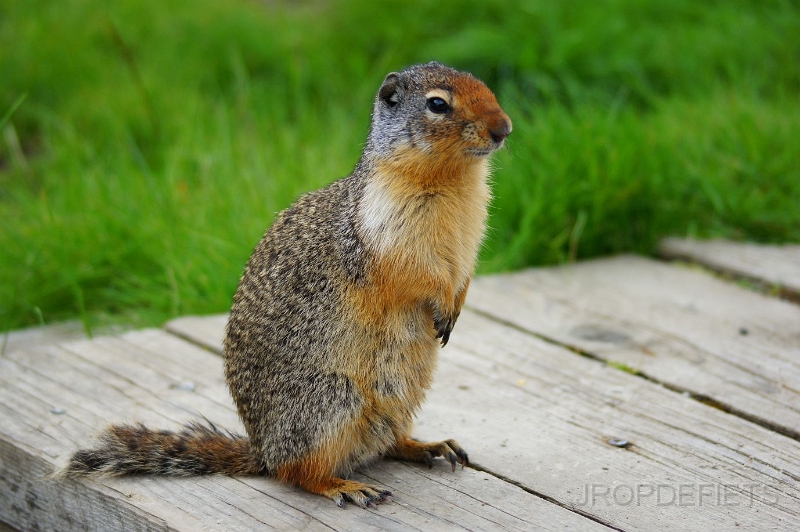 Canada-2012-053.JPG - Eekhoorn