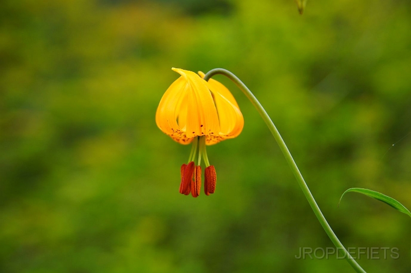 Canada-2012-093.JPG - bloem