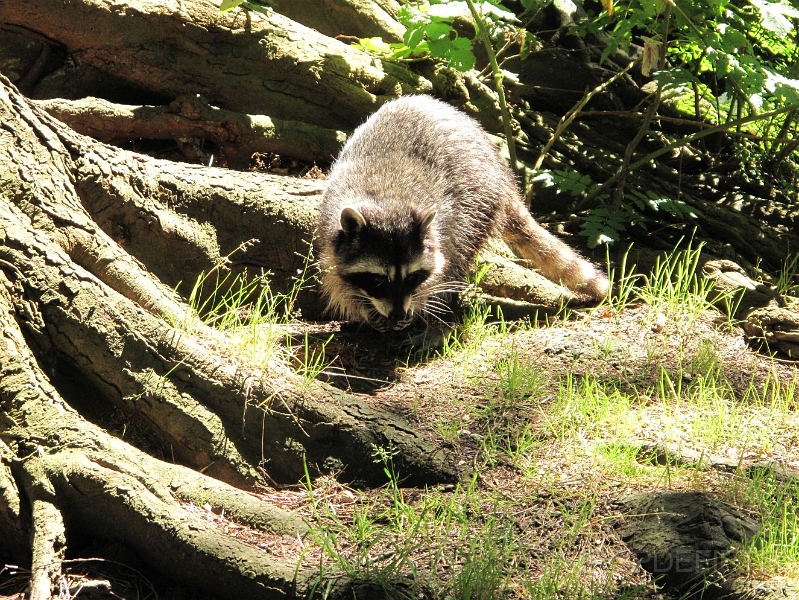 Canada-2012-115.JPG - Stanley Park, Vancouver