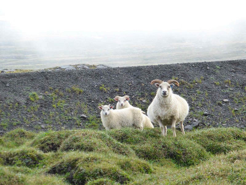 2016-ijsland-051.jpg - schapen op de Oxi pas