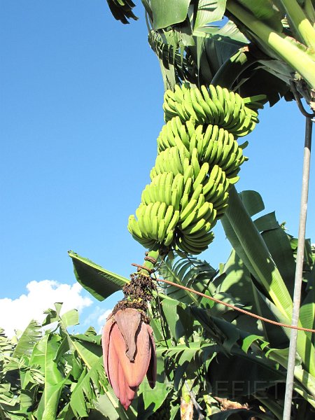 la-palma-2012-037.jpg - Nog maar weer eens bananen