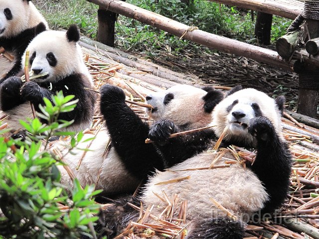 IMG_1163.JPG - Panda's in Chengdu