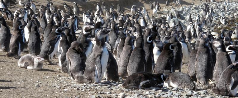 IMG_2019_pinguins.jpg - Isla Magdalena