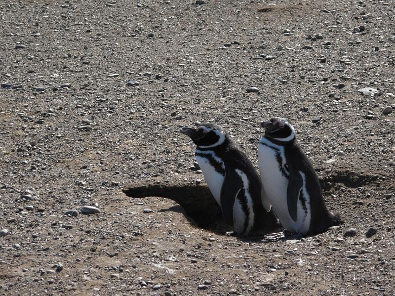 IMG_2036_pinguin.jpg - Isla Magdalena