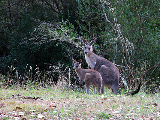 Kangaroe