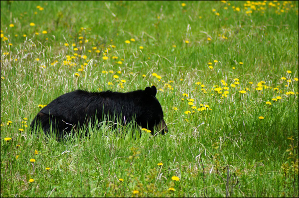 Zwarte beer op Ice Field Park Way