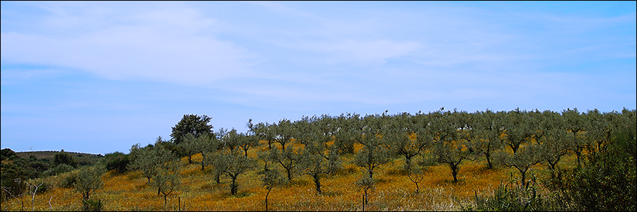 Eindeloze olijfboomgaarden