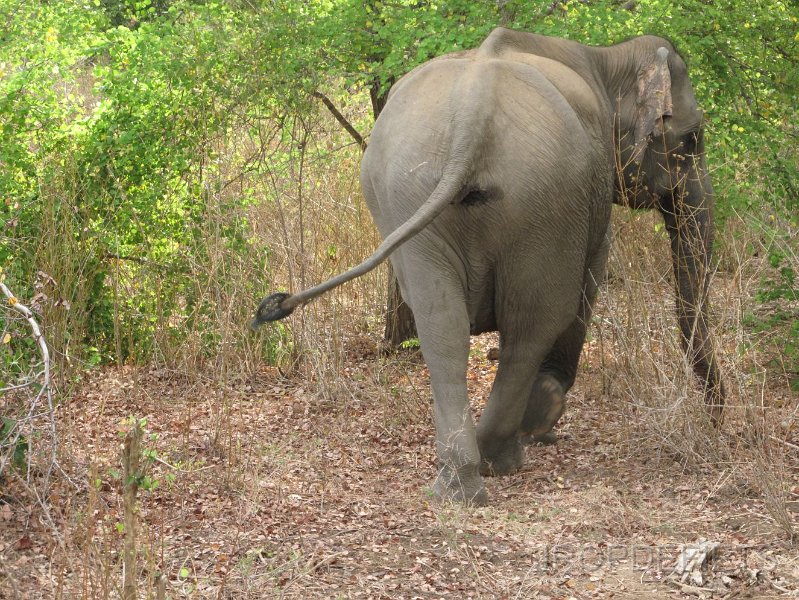 2014-sri-lanka-027.jpg - The end