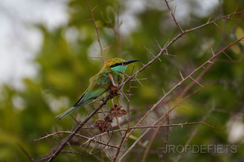 2014-sri-lanka-032.jpg - Uda Walawe nationaal park