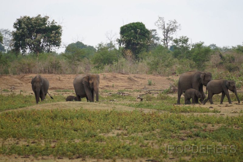 2014-sri-lanka-040.jpg - Uda Walawe nationaal park