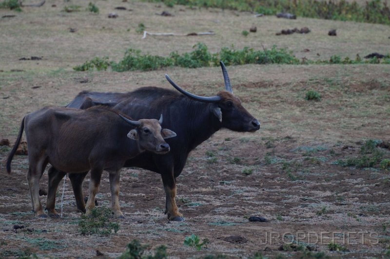 2014-sri-lanka-041.jpg - Uda Walawe nationaal park