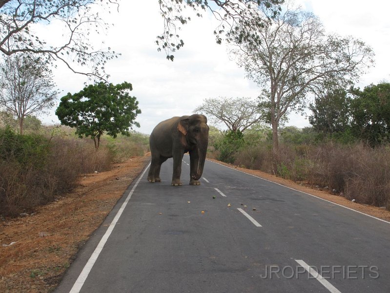 2014-sri-lanka-061.jpg - Yala national park, tol olifant