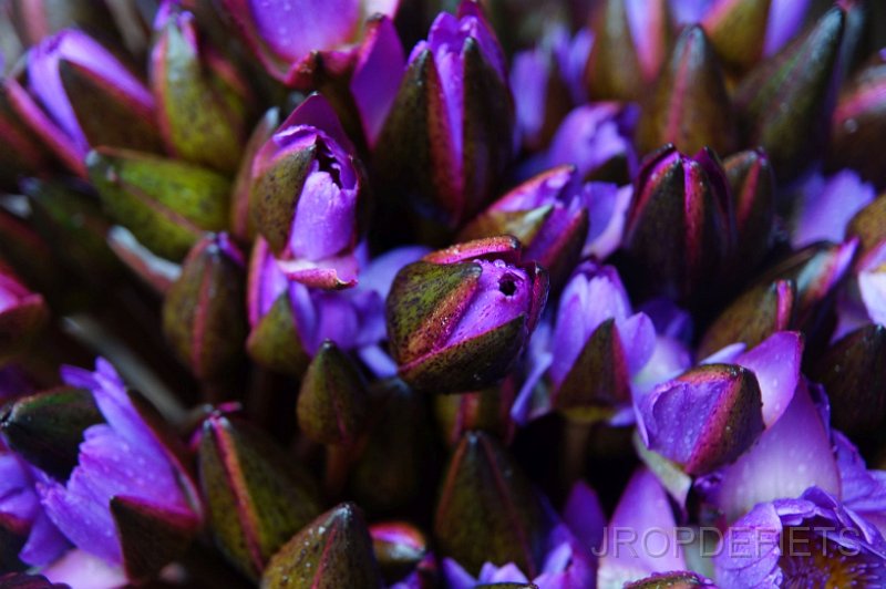 2014-sri-lanka-111.jpg - Lotus bloemen om te offeren