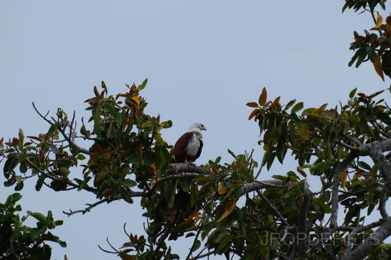 2014-sri-lanka-137.jpg - Brahmaanse wouw