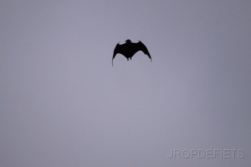 2014-sri-lanka-138.jpg - Batman