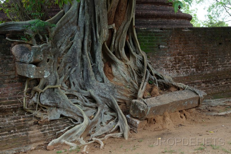 2014-sri-lanka-150.jpg - Polonnaruwa