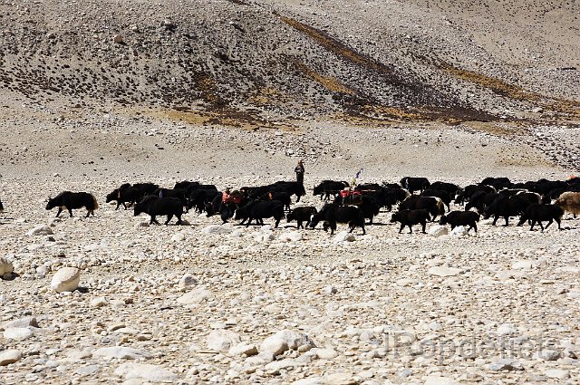 DSC03440.JPG - Yaks op weg naar Mount Everest, base camp