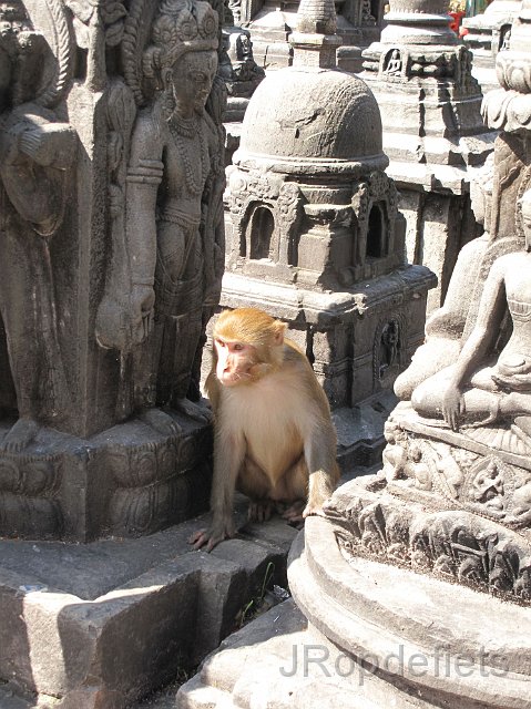 IMG_1490.JPG - Kathmandu, Swayambhunath (apentempel)